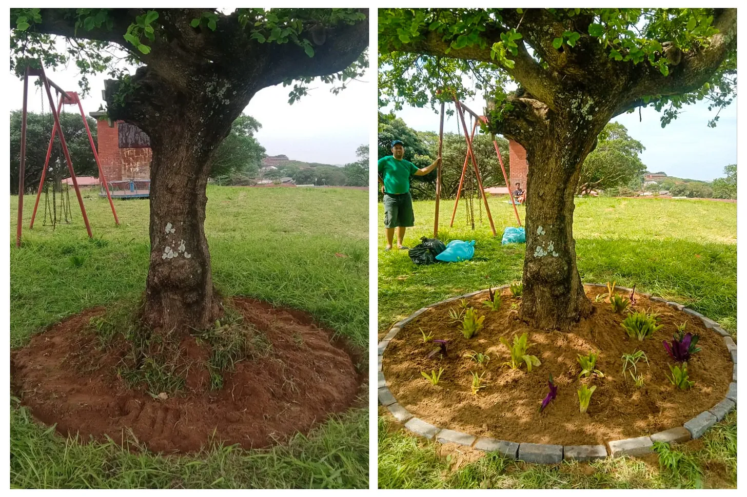 Trees in a park in Wentworth